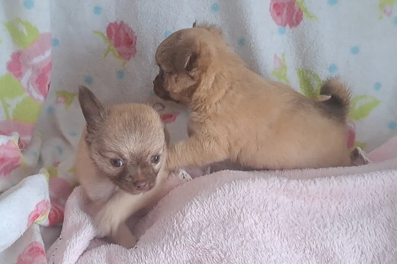 Chihuahua