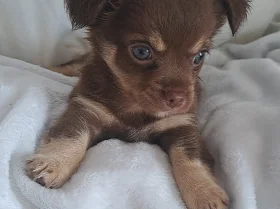 Chihuahua