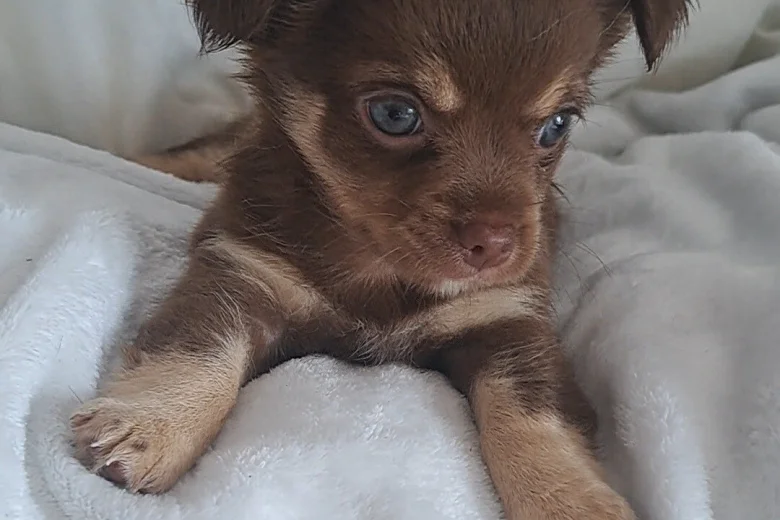 Chihuahua