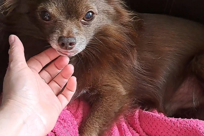 Chihuahua