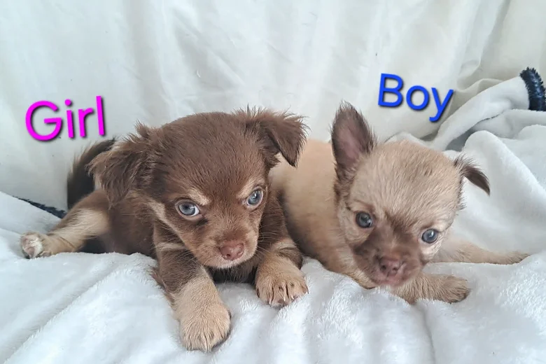 Chihuahua