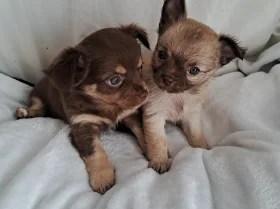 Chihuahua