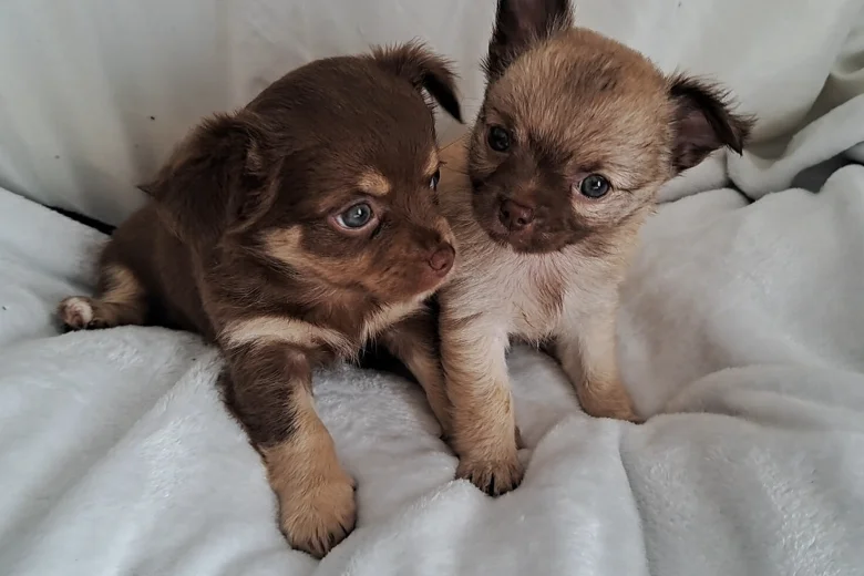 Chihuahua