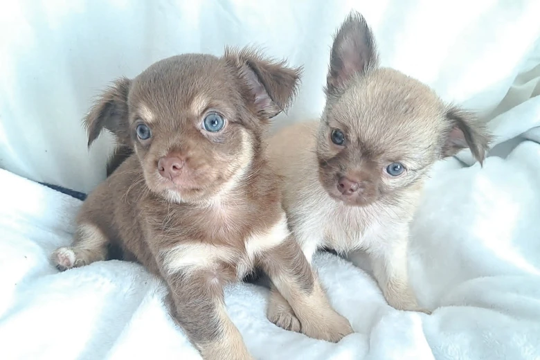 Chihuahua