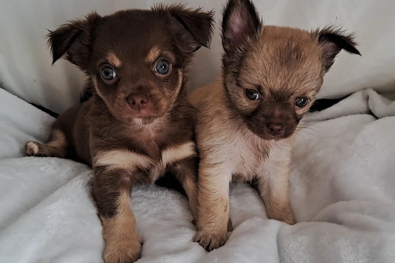 Chihuahua