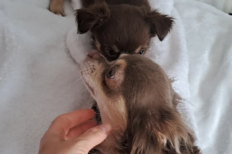 Chihuahua