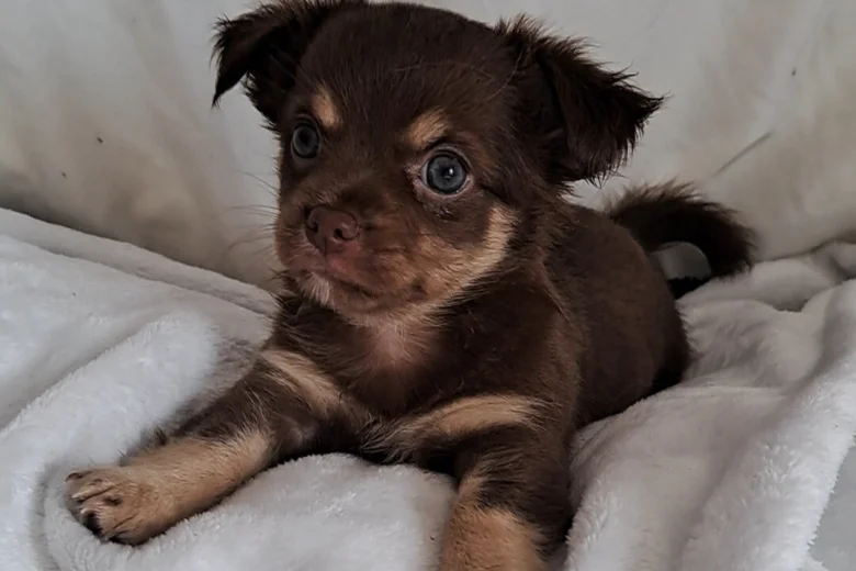 Chihuahua