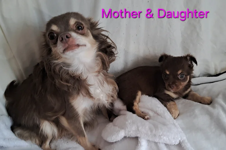 Chihuahua