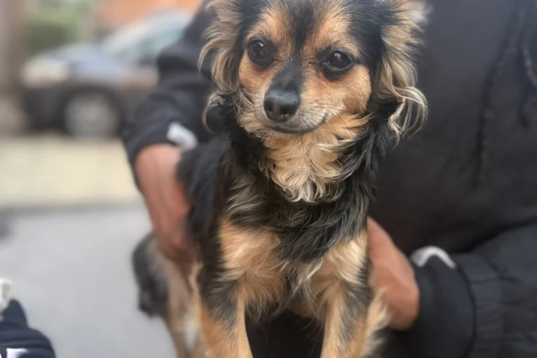 Chihuahua