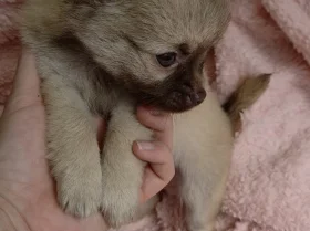 Chihuahua