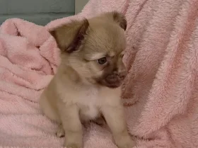 Chihuahua