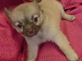 Chihuahua