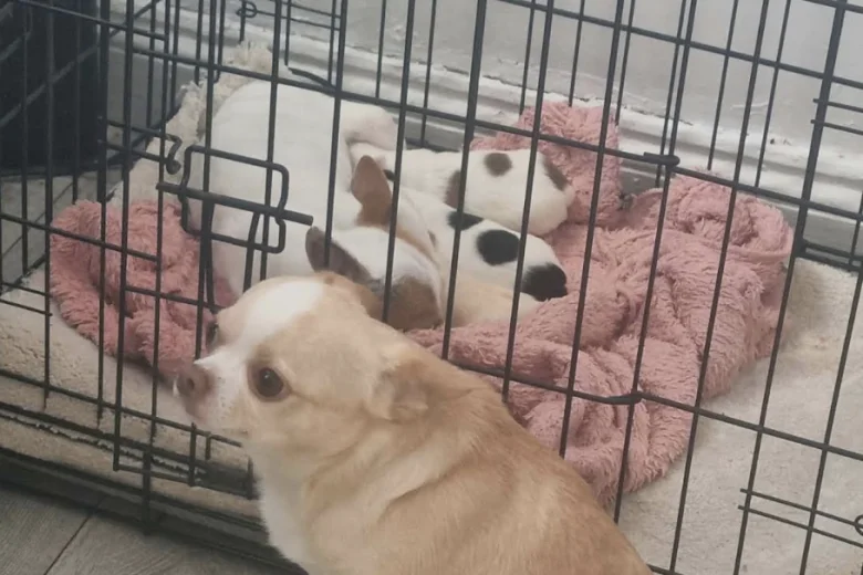 Chihuahua
