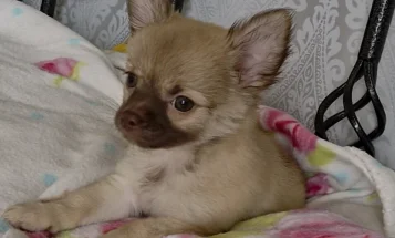 Chihuahua