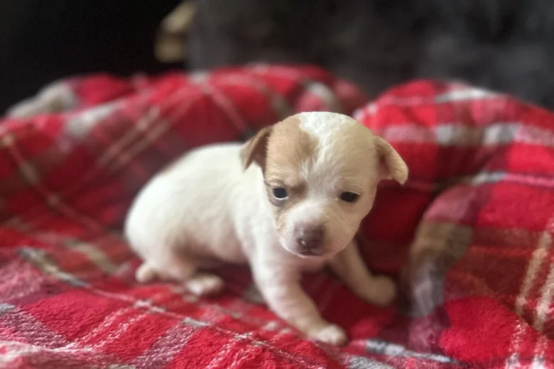 Chihuahua