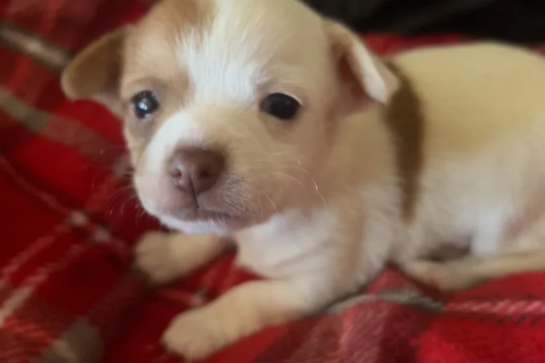 Chihuahua