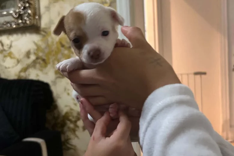 Chihuahua