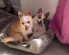 Chihuahua