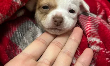 Chihuahua