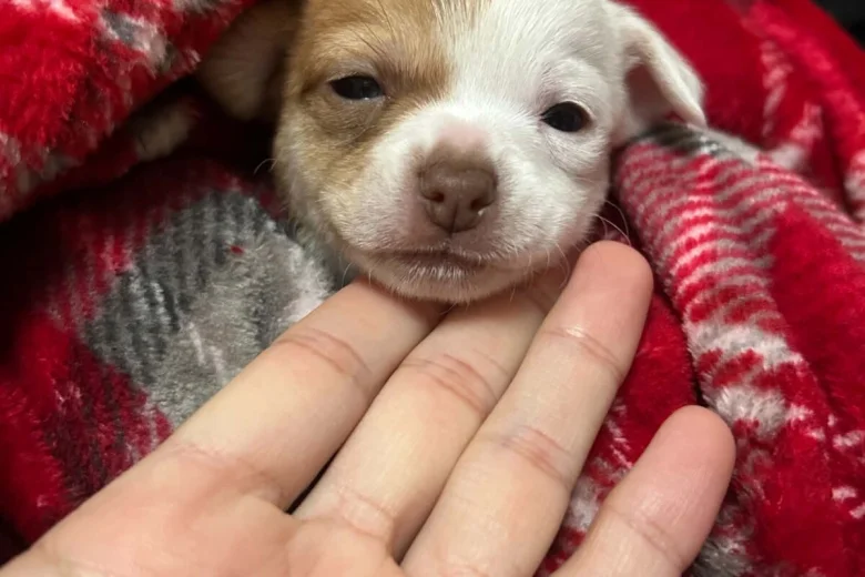 Chihuahua