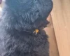 Chow Chow