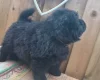 Chow Chow