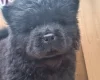 Chow Chow