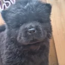 Chow Chow