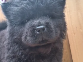 Chow Chow