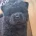 Chow Chow