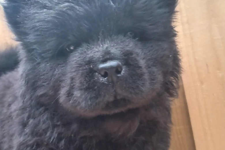 Chow Chow