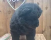 Chow Chow