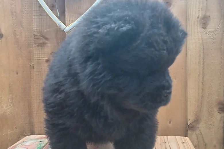 Chow Chow