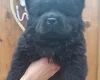 Chow Chow