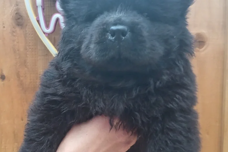 Chow Chow