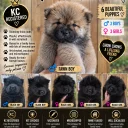 Chow Chow