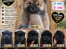 Chow Chow