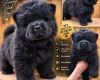Chow Chow