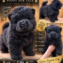 Chow Chow