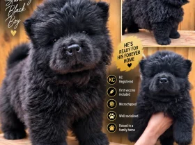 Chow Chow