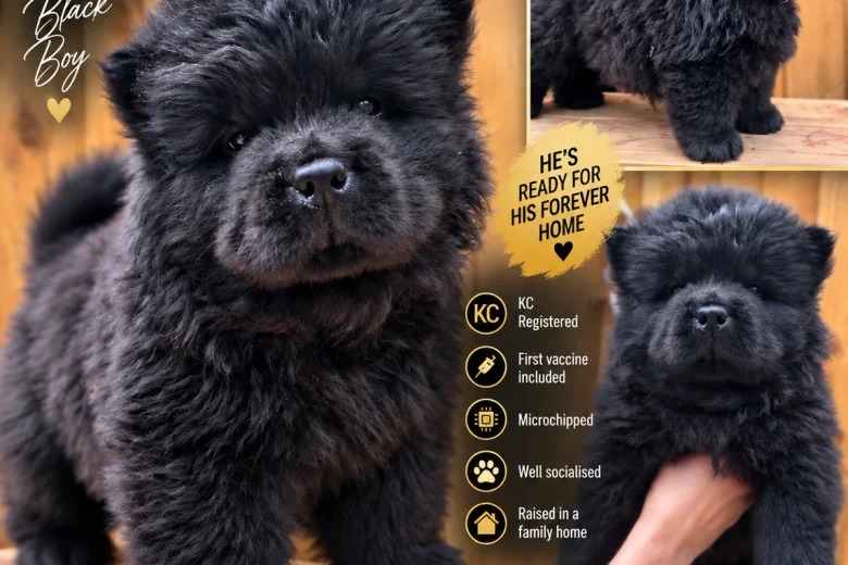 Chow Chow