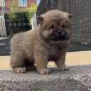 Chow Chow