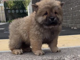 Chow Chow