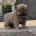 Chow Chow