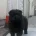 Chow Chow