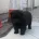 Chow Chow