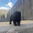Chow Chow