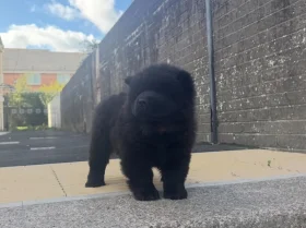 Chow Chow