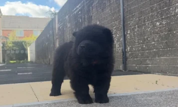 Chow Chow