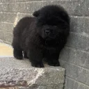 Chow Chow